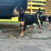 Catahoula puppies pet or breeding NALC