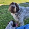 AKC WireHaired Pointing Griffon Puppies - 8 weeks old