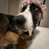 Beautiful and Affectionate American Staffordshire Terrier