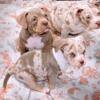 American bully puppies available. 