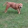 Standard Merle Bully