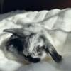 Mini Lop Bunny