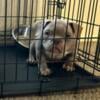 Male micro bully available 