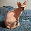 SOLD. Adorable male Sphynx kittens Need TONS of love and  affection.