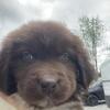 Newfoundland Puppies Ready for Their New Home!!!