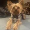 AKC Registered Yorkie