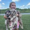 Merle golden doodle puppies!