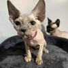 Sphynx kitten