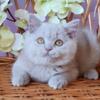 NEW Elite British kitten from Europe with excellent pedigree, male. Quick