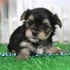 SPECIAL NOW Cute adorable Morkie puppies for sale