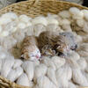 Purebred British shorthair and longhair kittens