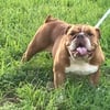 Adult Female English Bulldog akc