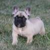 French Bulldog Puppy (Male) a Fluffy carrier