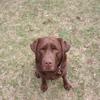 Beautiful Chocolate Lab Stud for Puppy Pick