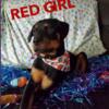 Rottweiler Puppies Available Now