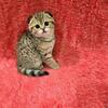 Scottish Fold girl. Very friendly.
