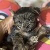***** Tiny Teddybear 🧸 Toy Yorkies *****