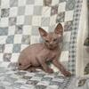 Sphynx boy