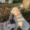 AKC Golden Retrievers Light*English Cream* Due Sept, Ready Nov*Facebook @Aslan's Pride; A Golden Retriever Family*