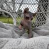 Elf sphynx kittens for sale