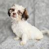 Shichon Teddy Bear Pup