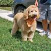 Mini Goldendoodle Puppies For Sale!