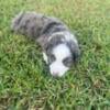 Australian Shepherd Puppies Available 9/27/24 TODAY!!!!!