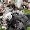 Merle American Bully Pups