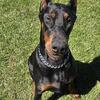 Beautiful stud. 105 lbs at 1 yo. AKC.