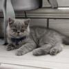 Exotic shorthair  blue