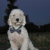 Mini Poodle AKC Male available call or text 330-749-6480