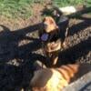 Purebred Bloodhound to rehome