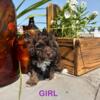 Toy poodle puppie looking for homes