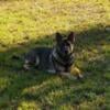 AKC REGISTERED GERMAN SHEPHERD FEMALE AVAILABLE!