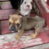 New litter available! OEB! Olde English Bulldogge puppies!