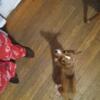 Pembroke welsh corgi girl puppy 18 weeks old
