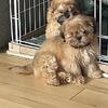 Purebred Shih Tzu puppies- 2 boys Available, FIRST & SECOND shots