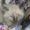 Balinese kittens for sale