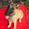 Belgian Malinois Puppies Ready for New Homes