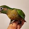 Dominant red factor green cheek conures