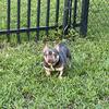 French bulldog mini 