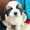 Saint Bernard Puppies for Sale in Jacksonville, FL