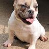 Team Green Kennels Production.