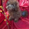 Toy Poodle male pups