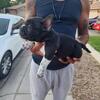 American bully puppies