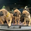 STUNNING AKC Great Dane Puppies