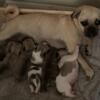 Frug puppies for sale Grand Rapids Ohio