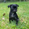 Black female pug puppy