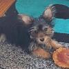 ADORABLE YORKSHIRE TERRIER PUPPIES SOLD