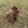 Chinese Sharpei puppy